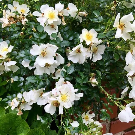 Cecilia's Alloggio in famiglia *